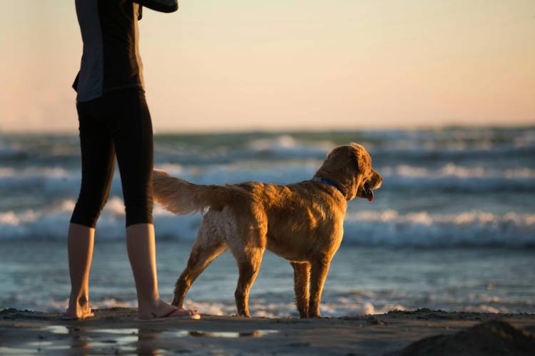 dog and owner on emeral coast enjoying beach