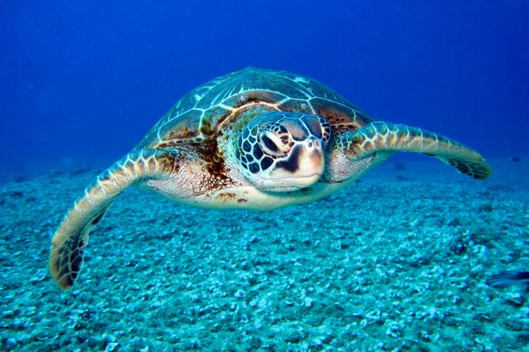 turtle swimming