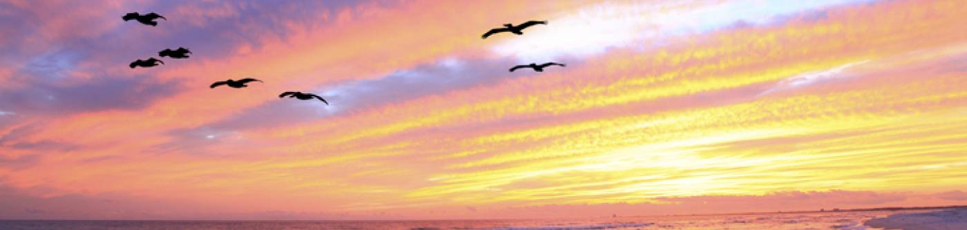 pelicans flying over beach during sunset over gulf of mexico